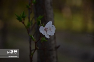 جلوه بی نظیر شکوفه های درختان زردآلو منصوریه 