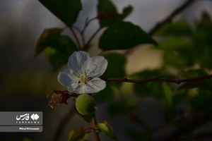 جلوه بی نظیر شکوفه های درختان زردآلو منصوریه 