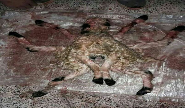 بز عجیب