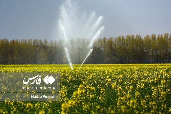 کشت گیاه کلزا 