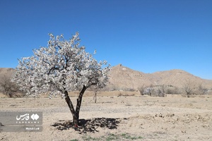 شکوفه های بهاری