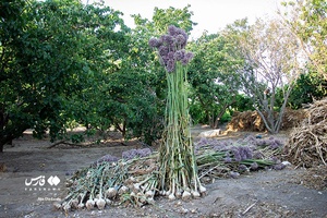 «تیمورلو» قطب تولید سیر ایران