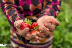 برداشت توت فرنگی در مزارع شفیع آباد فندرسک