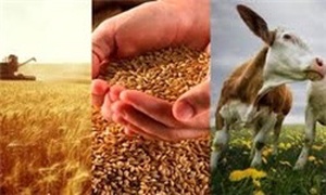 قزاق-چین- کشاورزی