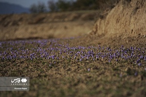 زعفران نوبرانه