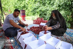 برداشت گیلاس