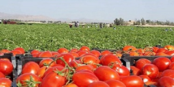 خرید ۱۱۰ هزارتن گوجه فرنگی به منظور حمایت از کشاورزان
