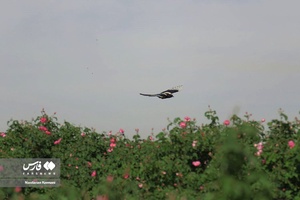 گل سرخِ  «ساوُجبُلاغ»
