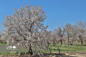 شکوفه های بهاری
