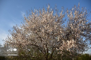 جلوه بی نظیر شکوفه های درختان زردآلو منصوریه 