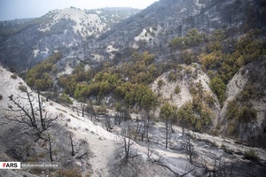 آتش به جان جنگل های بکر جهان نما افتاد