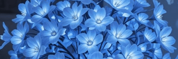 تصویر سربرگ نمایه‌ی ‌Azel Deicide‌