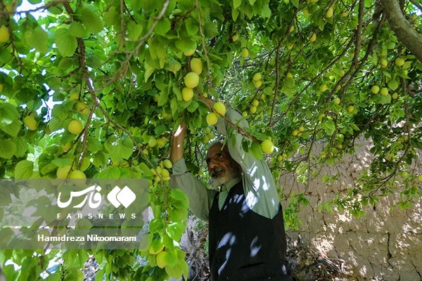 برداشت میوه‌های تابستانی از باغات گلدشت اصفهان