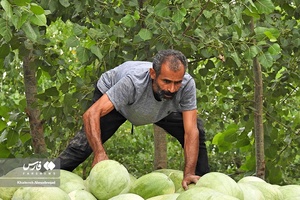 هندوانه «چاف»