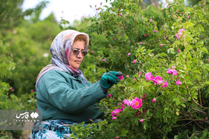 برداشت گل محمدی از مزارع خراسان شمالی