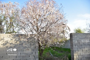 جلوه بی نظیر شکوفه های درختان زردآلو منصوریه 