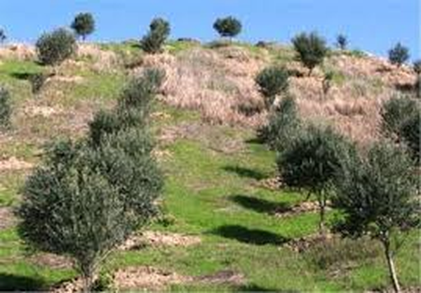 گچساران