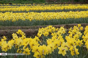  نرگسِ « ماسال »