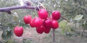 اردبیل - میوه گیلاس روستای برندق خلخال