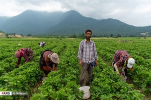 برداشت توت فرنگی در مزارع شفیع آباد فندرسک