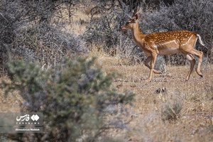 گوزن زرد ایرانی