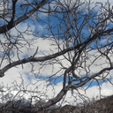 تصویر نمایه‌ی ‌گلی رنجکش‌