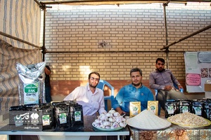 «تیمورلو» قطب تولید سیر ایران