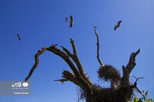 در اواخر زمستان و فصل‌ بهار و تابستان  روستای دره تفه میزبان شمار زیادی از لک‌لک‌های مهاجر می‌شوند که در این روستا لانه‌سازی و جوجه‌آوری می‌کنند که باعث شده این روستارا به اسم  شهر لک لک ها بشناسند.