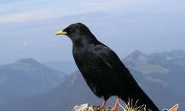 کلاغ