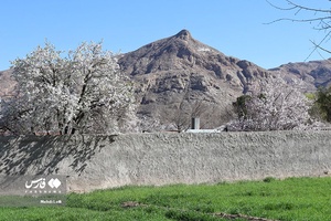 شکوفه های بهاری