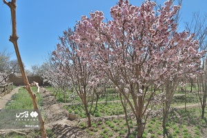شکوفه های بهاری