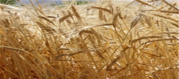 گندمزارهای رامهرمز