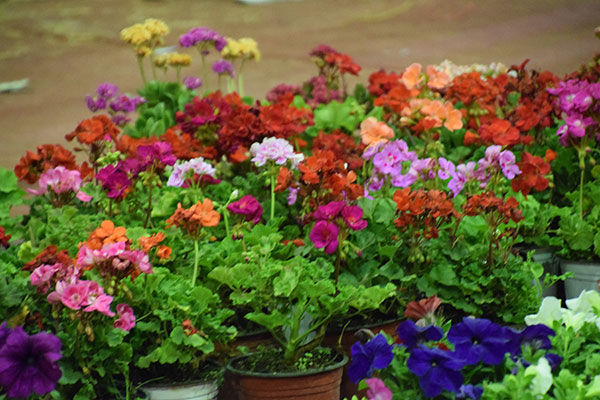 نمایشگاه گل  و گیاه ابرکوه