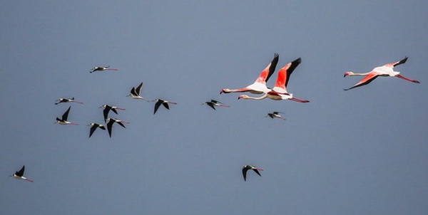 پرندگان مهاجر