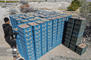 نارنگیِ  «سیاهو» 