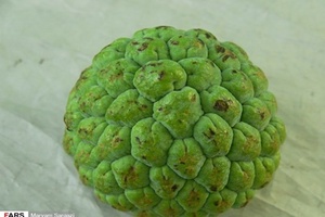 سیتاپل