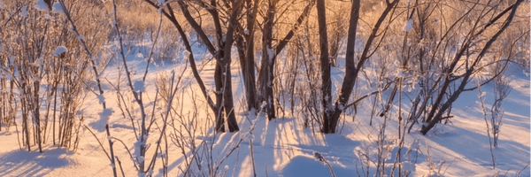 تصویر سربرگ نمایه‌ی ‌ابوالفضل فلاح زاده‌