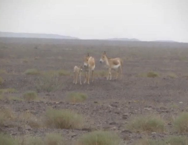 کره گورخر ایرانی 