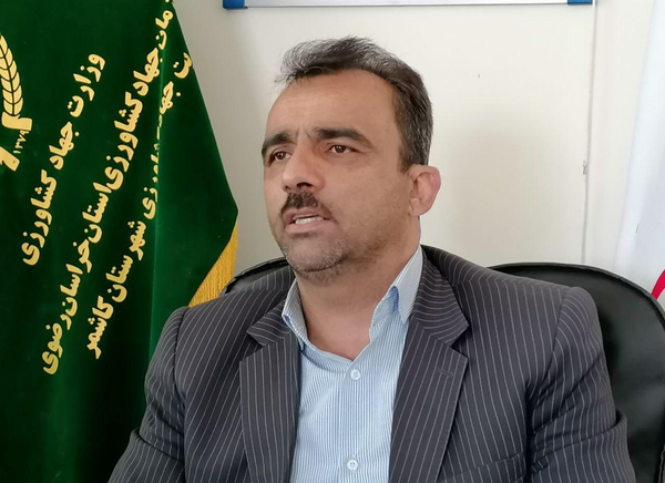 مدیر جهاد کشاورزی کاشمر