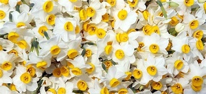 گل نرگس خوسف