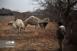 حیوانات «خانه نوری»