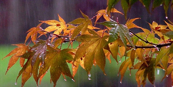 باران پاییزی