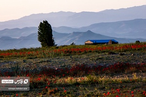 کلبه ای در میان دشت شقایق ،در مشگین شهر