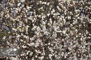 جلوه بی نظیر شکوفه های درختان زردآلو منصوریه 