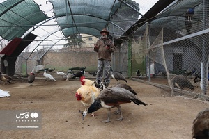 حیوانات «خانه نوری»