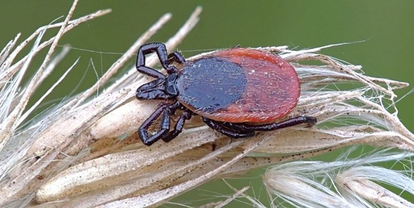 کنه