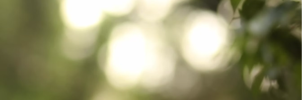 تصویر سربرگ نمایه‌ی ‌امیر باقری‌