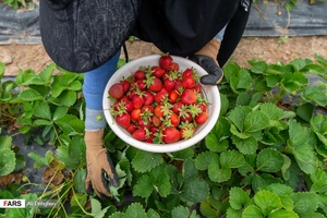 برداشت توت فرنگی در مزارع شفیع آباد فندرسک