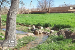 شکوفه های بهاری