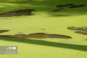 آزولا ( Azolla ) از خانواده Azollaceae  و یک جلبک آبزی است که روی سطح آب شالیزار های برنج ، کانال ها ، استخرها و رودخانه ها زندگی می کند .